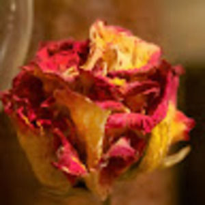 Meet your Posher, Kira